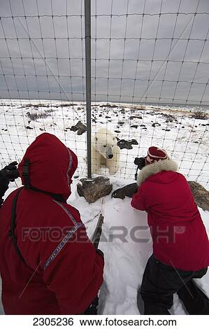Stock Photograph - Guide And Tourist Photographing A Polar Bear At Seal River Lodge; Churchill Manitoba Canada. Fotosearch