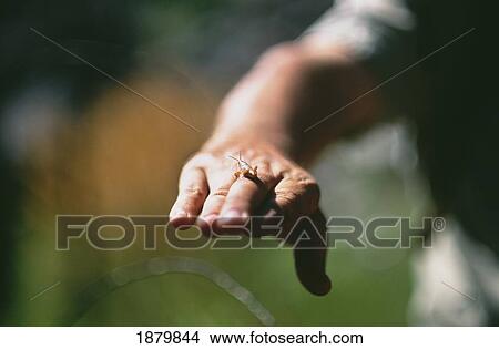 Picture - Guide Holding Grasshopper On His Hand. Fotosearch