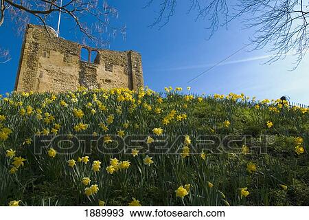Guildford Castle And Daffodils View Large Photo Image Stock Image - Guildford Castle And Daffodils. Fotosearch