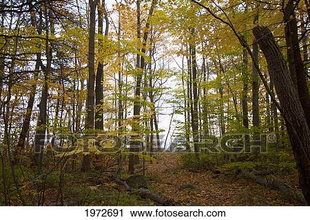 Stock Image - Guildwood Park In Fall, Toronto, Ontario, Canada. Fotosearch
