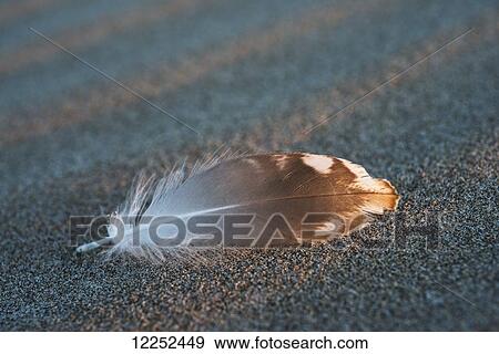 Stock Photo - Gull feathers are found on a beach; Cannon Beach, Oregon, United States of America. Fotosearch