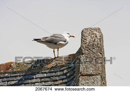 Picture - Gull On A Roof, Mont Saint-Michel, France. Fotosearch