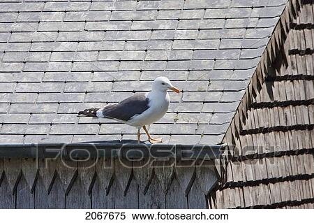 Gull On A Roof, Mont Saint-Michel, France View Large Photo Image Stock Photography - Gull On A Roof, Mont Saint-Michel, France. Fotosearch