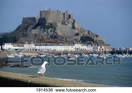 Gull On Wall At St. Aubin View Large Photo Image Stock Photograph - Gull On Wall At St. Aubin. Fotosearch