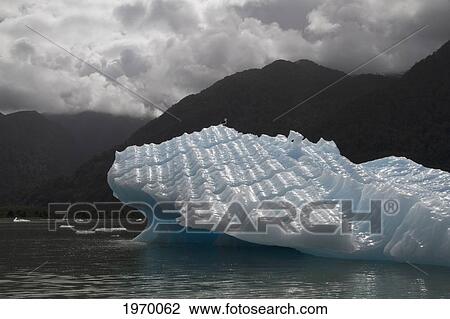Gull Sitting On An Iceberg In Laguna San Rafael, Laguna San Rafael National Park, Aysen Region, Chile View Large Photo Image Stock Image - Gull Sitting On An Iceberg In Laguna San Rafael, Laguna San Rafael National Park, Aysen Region, Chile. Fotosearch