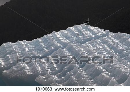Stock Image - Gull Sitting On An Iceberg In Laguna San Rafael, Laguna San Rafael National Park, Aysen Region, Chile. Fotosearch