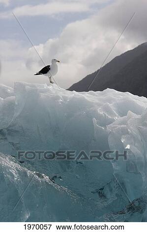 Stock Photo - Gull Sitting On An Iceberg In Laguna San Rafael, Laguna San Rafael National Park, Aysen Region, Chile. Fotosearch