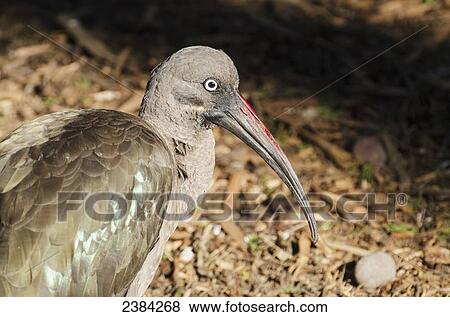 Stock Photo - Hadada Ibis (Bostrychia hagedash) native to sub-Saharan Africa, in the San Francisco Zoo; San Francisco, California, United States of America. Fotosearch