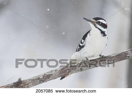 Hairy Woodpecker Perched On Tree Branch, Ontario View Large Photo Image Stock Photography - Hairy Woodpecker Perched On Tree Branch, Ontario. Fotosearch