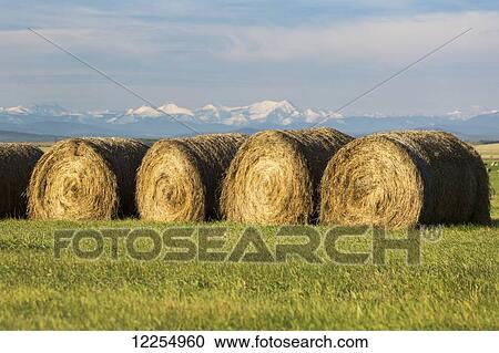 Stock Image - Hale bales in a row in a green field with snow covered mountains, blue sky and clouds in the background; Alberta, Canada. Fotosearch