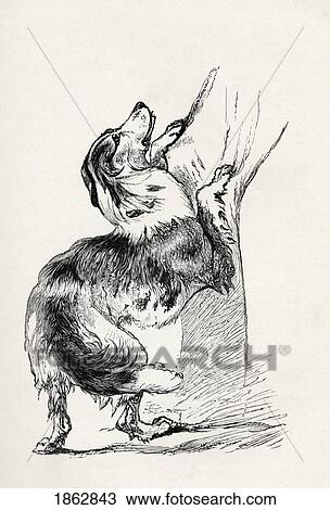 Stock Image - Half Bred Shepherd Dog Caressing His Master. Illustration By Mr. A. May From The Book The Expression Of The Emotions In Man And Animals By Charles Darwin, From The Popular Edition Published 1904.. Fotosearch