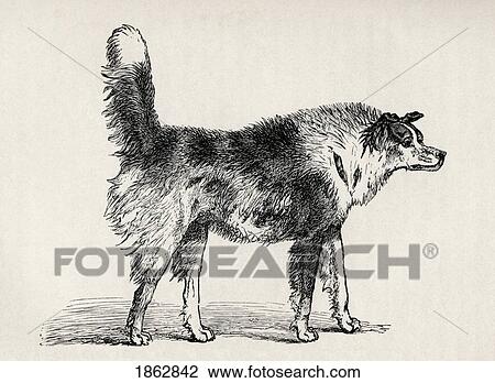 Stock Image - Half Bred Shepherd Dog With Hostile Intentions. Illustration By Mr. A. May From The Book The Expression Of The Emotions In Man And Animals By Charles Darwin, From The Popular Edition Published 1904.. Fotosearch