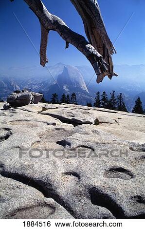 Stock Photograph - Half Dome Peak Framed By Dead Tree. Fotosearch