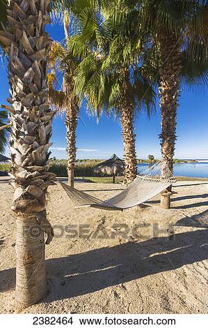 Hammock on the beach along the Baja Peninsula; Mexico View Large Photo Image Picture - Hammock on the beach along the Baja Peninsula; Mexico. Fotosearch