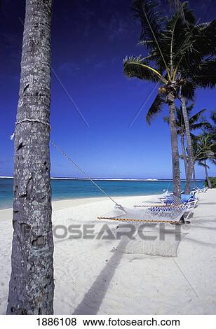 Stock Photo - Hammock Tied To Palm Trees On Aroa Beach. Fotosearch