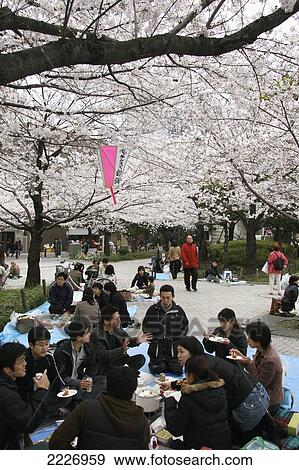 Hanami (Cherry Blossom) Party In Sumida-Gawa, Tokyo, Japan View Large Photo Image Stock Photo - Hanami (Cherry Blossom) Party In Sumida-Gawa, Tokyo, Japan. Fotosearch