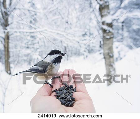 Stock Photo - Hand feeding a black-capped chickadee sunflower seeds; Ontario, Canada. Fotosearch
