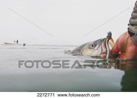 Stock Image - Hand holding a striper fish in water; boston massachusetts usa. Fotosearch