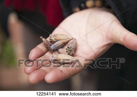 Stock Image - Hand holding poppy seed and husk; Lijiang, Yunnan province, China. Fotosearch