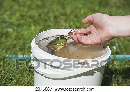 Hand Of Young Child Holding The Leg Of A Frog In A Bucket Of Water; Ontario Canada View Large Photo Image Stock Photo - Hand Of Young Child Holding The Leg Of A Frog In A Bucket Of Water; Ontario Canada. Fotosearch