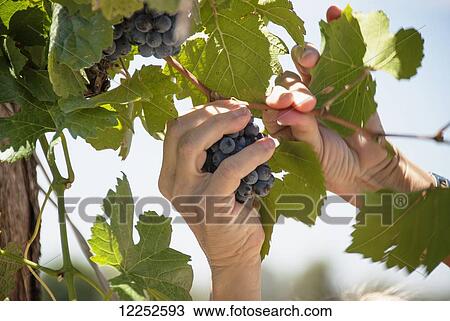 Hand picking a grape off a vine; Argentina View Large Photo Image Stock Image - Hand picking a grape off a vine; Argentina. Fotosearch