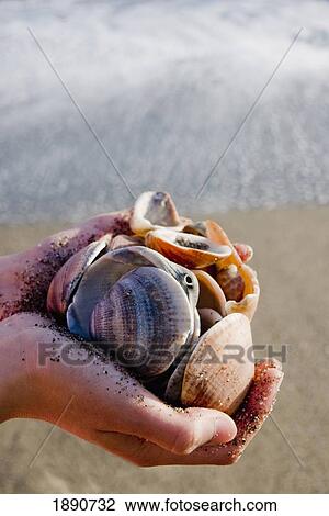 Stock Image - Handfull Of Seashells. Fotosearch