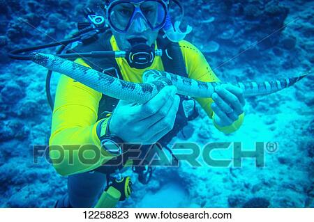 Handling a venemous snake in Niue's famed Snake Trench; Niue Island View Large Photo Image Stock Image - Handling a venemous snake in Niue's famed Snake Trench; Niue Island. Fotosearch