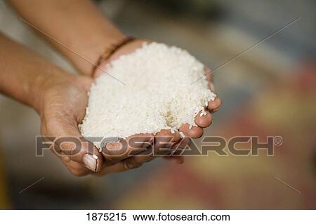 Hands Full Of Rice; Thailand View Large Photo Image Stock Photography - Hands Full Of Rice; Thailand. Fotosearch