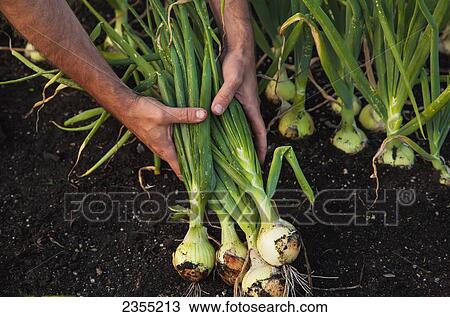 Hands Holding Freshly Harvested Onions; Halifax, Nova Scotia, Canada View Large Photo Image Stock Image - Hands Holding Freshly Harvested Onions; Halifax, Nova Scotia, Canada. Fotosearch