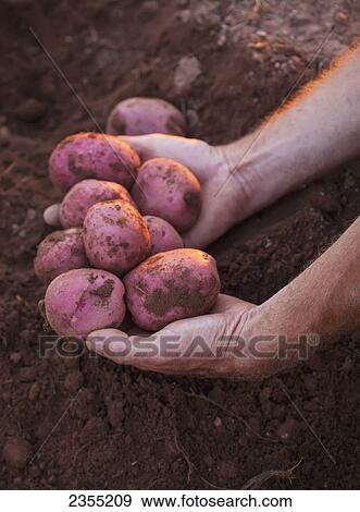 Stock Photo - Hands Holding Freshly Harvested Russet Potatoes; Halifax, Nova Scotia, Canada. Fotosearch