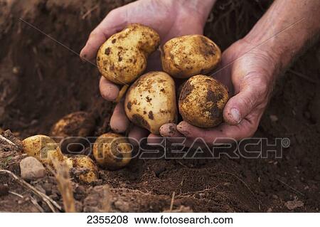 Stock Photo - Hands Holding Freshly Harvested Potatoes; Halifax, Nova Scotia, Canada. Fotosearch
