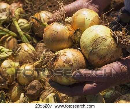 Hands Holding Freshly Picked Onions; Halifax, Nova Scotia, Canada View Large Photo Image Stock Photo - Hands Holding Freshly Picked Onions; Halifax, Nova Scotia, Canada. Fotosearch