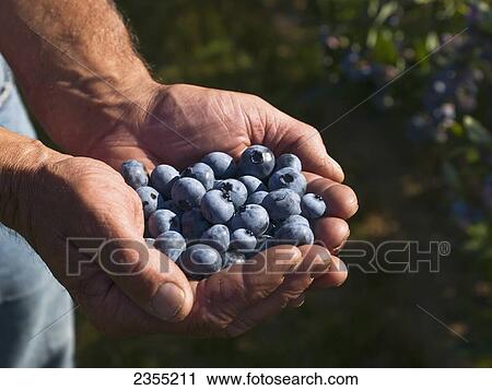 Hands Holding Freshly Picked Blueberries; Halifax, Nova Scotia, Canada View Large Photo Image Stock Image - Hands Holding Freshly Picked Blueberries; Halifax, Nova Scotia, Canada. Fotosearch
