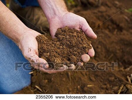 Hands Holding Rich Soil In A Potato Field; Halifax, Nova Scotia, Canada View Large Photo Image Stock Photograph - Hands Holding Rich Soil In A Potato Field; Halifax, Nova Scotia, Canada. Fotosearch