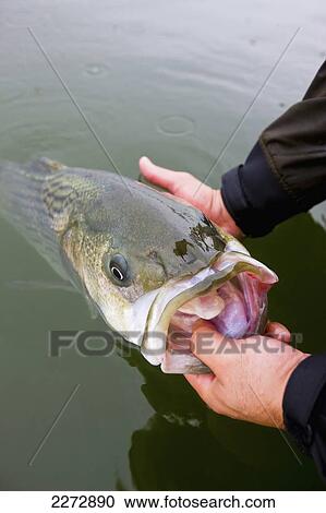 Stock Image - Hands holding striped bass; boston massachusetts usa. Fotosearch