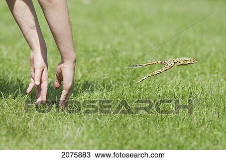 Stock Image - Hands Of Young Child Making Leopard Frog Jump; Ontario Canada. Fotosearch