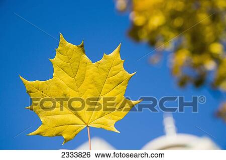 Stock Photograph - Harbor Centre Building, Local Landmark, Maple Leaves In Autumn Golden Colour; Vancouver, British Columbia, Canada. Fotosearch