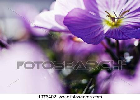 Stock Image - Hardy Geranium Mayflower, Close-Up Of Purple Blossoms.. Fotosearch