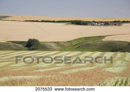 Harvest Lines Of A Cut Canola Field In Rolling Hills With Ripe Wheat Field And Farm In Background With Blue Sky; Alberta Canada View Large Photo Image Stock Image - Harvest Lines Of A Cut Canola Field In Rolling Hills With Ripe Wheat Field And Farm In Background With Blue Sky; Alberta Canada. Fotosearch