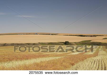 Stock Photography - Harvest Lines Of A Cut Canola Field In Rolling Hills With Ripe Wheat Field In Background With Blue Sky; Alberta Canada. Fotosearch
