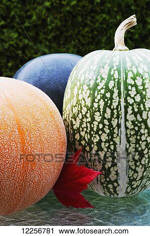 Stock Image - Harvest squash; Surrey, British Columbia, Canada. Fotosearch