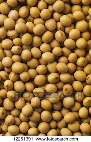 Stock Image - Harvested soybean kernels in nearly perfect condition. Fotosearch