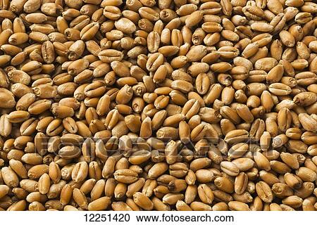 Stock Image - Harvested wheat kernels. Fotosearch