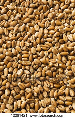 Harvested wheat kernels View Large Photo Image Stock Image - Harvested wheat kernels. Fotosearch