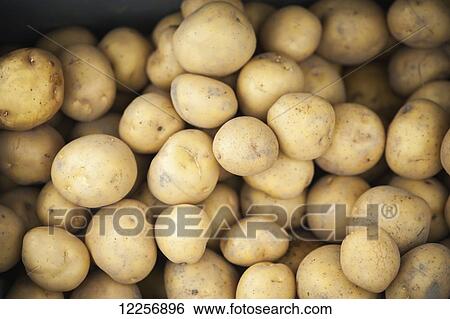 Harvested yellow potatoes (Capsicum annuum); Palmer, Alaska, United States of America View Large Photo Image Stock Photograph - Harvested yellow potatoes (Capsicum annuum); Palmer, Alaska, United States of America. Fotosearch