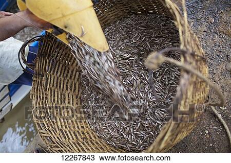 Stock Image - Harvesting small fish; Battambang, Cambodia. Fotosearch