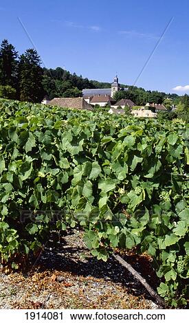 Hautvillers, Vineyards View Large Photo Image Stock Image - Hautvillers, Vineyards. Fotosearch
