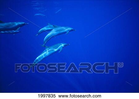 Stock Photography - Hawaii, 3 Spotted Dolphins Underwater With Surface Reflections A92E. Fotosearch