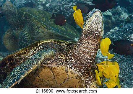 Hawaii, A green sea turtle (Chelonia mydas) being cleaned by yellow tangs (Zebrasoma flavescens) and goldring tangs (Ctenochaetus strigosus). View Large Photo Image Stock Image - Hawaii, A green sea turtle (Chelonia mydas) being cleaned by yellow tangs (Zebrasoma flavescens) and goldring tangs (Ctenochaetus strigosus).. Fotosearch