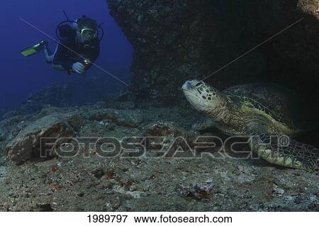 Stock Photo - Hawaii, A Green Sea Turtle (Chelonia Mydas) Resting In Cave And Diver.. Fotosearch
